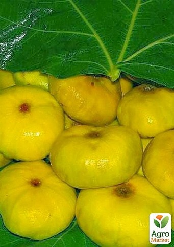 Ексклюзив! Інжир лимонно-жовтий "Жовтий" (Yellow) (прімальний, самоплодовий, пізній) 1 саджанець в упаковці