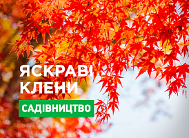 Види клена - корисні статті про садівництво від Agro-Market