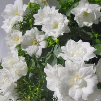 Кампанула махрова "Double White" купити поштою в Одесі, Києві, Україні ...