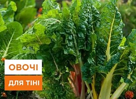 Тіньолюбні овочі: вибір, вирощування та догляд за овочами які люблять тінь | Agro-Market