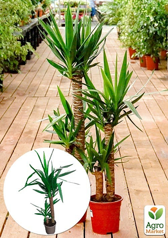 LMTD Юка на штамбі 2-х ярусна "Yucca Treculeana" (80-100см)