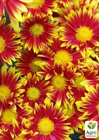 Хризантема мультифлора шарообразная "Ciotat"  - фото 2