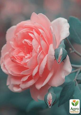 Роза почвопокровная "Larissa" (саженец класса АА+) высший сорт