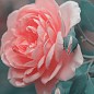 Роза почвопокровная "Larissa" (саженец класса АА+) высший сорт