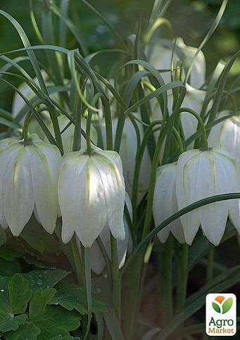 Фрітіларія "Meleagris Alba" (розмір 5/6, середній) 5шт в упаковці