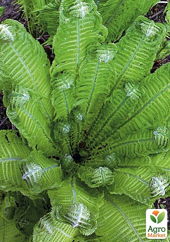 Страусник багаторічний папоротник (Кореневище) (Matteúccia struthiópteris)