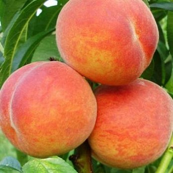ПЕРСИК РЕД ХЕВЕН, купить в Одессе, Киеве и Украине | Agro-Market