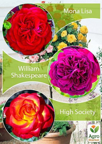 Окулянты Розы на штамбе Триколор «Mona Lisa+High Society+William Shakespeare»