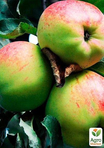 Яблуня "Антонівка" (осінній сорт, середній термін дозрівання) - фото 2