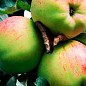 Яблуня "Антонівка" (осінній сорт, середній термін дозрівання) купить