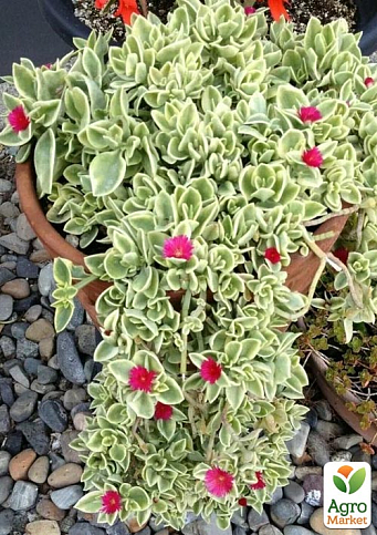 Аптения ампельная "Variegata"