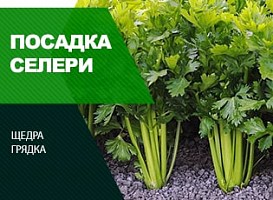 Як виростити селеру - корисні статті про садівництво від Agro-Market