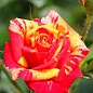 Роза в контейнере мелкоцветковая "Fire Flash" (саженец класса АА+)  купить
