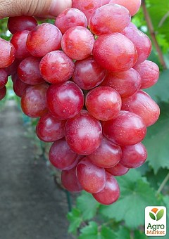 Виноград "Дольче Солнечный" (масса грозди 600-1200 гр масса ягоды 12 гр)1