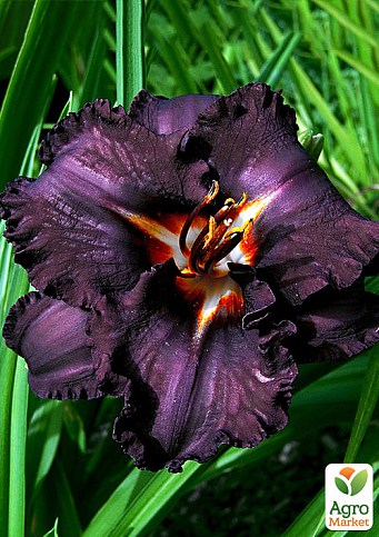 Лилейник "Longfields Black Magic" 1шт в упаковке NEW