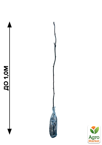 Киви "Крамер" (сладкий, высокоурожайный сорт) - фото 2