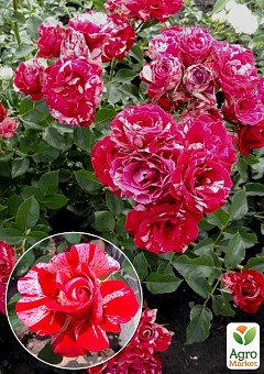 Троянда штамбова "Papagena" (саджанець класу АА +) вищий сорт 1 саджанець в упаковці1