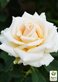 Эксклюзив! Роза чайно-гибридная нарядная бело-кремовая "Волшебная" (Magic) (сорт на полезное варенье)2