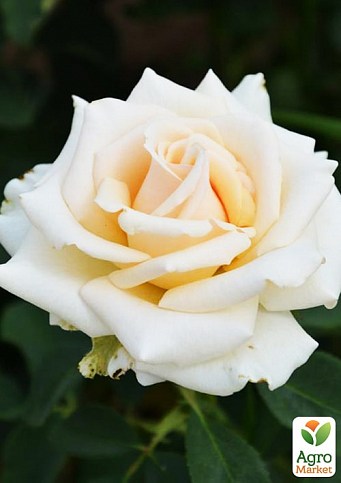 Ексклюзив! Троянда чайно-гібридна святкова біло-кремова "Чарівна" (Magic) (сорт на корисне варення)
