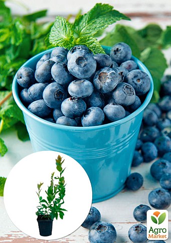 Лохина "Нельсон" (Vaccinium corymbosum "Nelson") Нідерланди, вазон П9
