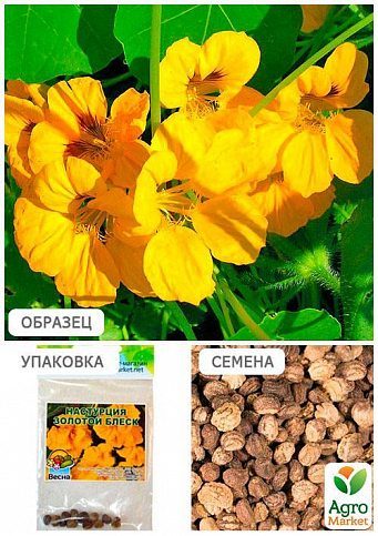Настурция "Золотой блеск" (Зипер) ТМ "Весна" 2г - фото 2