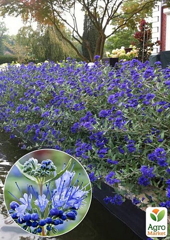 Кариоптерис "Kew Blue"