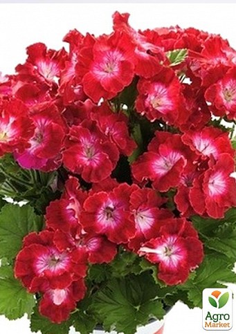 Пеларгония Королевская Aristo "Red With Eye" (контейнер № 10, высота 10-20 см)