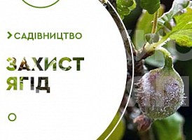 Хвороби агрусу - корисні статті про садівництво від Agro-Market
