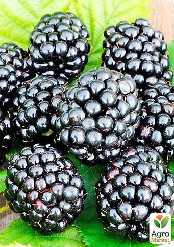 Ежевика "Тройная корона" (Rubus fruticosus "Triple Crown") Нидерланды, вазон П9