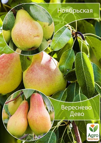 Дерево-сад Груша "Вересневе Дево+Ноябрьская" 