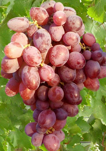 Виноград "Аристократ" (ранний, сочный, крупный сорт)