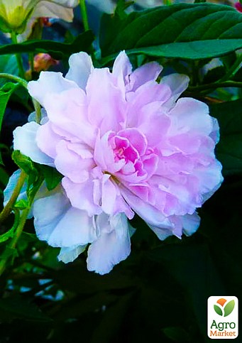 Калистегия махровая вьющаяся (Calystegia hederacea Flore Pleno) (корневище)