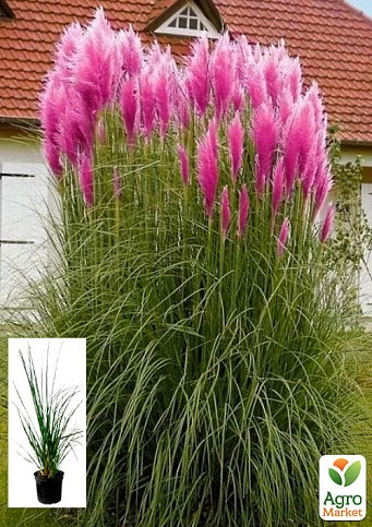 Кортадерія Пампасна трава 3х літня "Pink Feather"