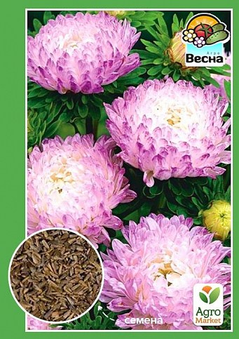 Астра "Дюшес" бело-розовая ТМ "Весна" 0.2г