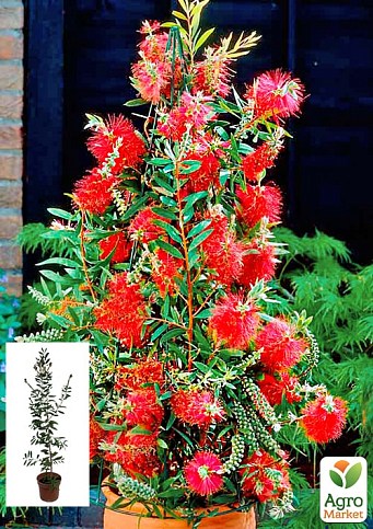 Калістемон лимонний 3-х річний "Splendens" (С3 висота 100-130см)