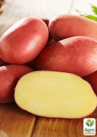 Семенной ранний картофель "Альвара" (на жарку, 1 репродукция) 1кг