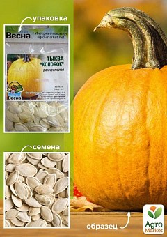 СЕМЕНА ТЫКВЫ: купить семена тыквы почтой в Киеве, Одессе и Украине ...