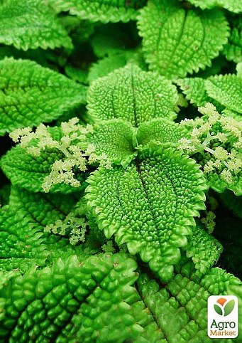 Пилея мікс "Pilea mixed" дм 508 см вис. 12 см
