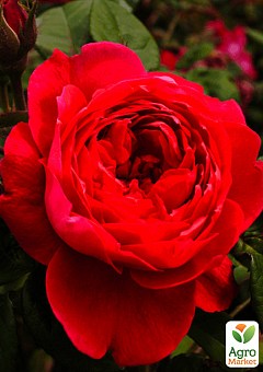Роза английская "Бенжамин Бриттен" (Benjamin Britten) (саженец класса АА+) высший сорт9
