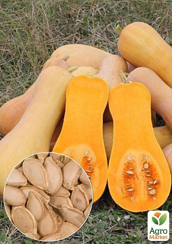 На вагу Гарбуз "Новинка" ТМ "Весна" ціна за 10г