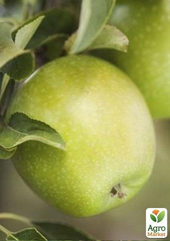 Яблуня "Ренет Кубанський" (зимовий сорт, пізній термін дозрівання) - фото 2