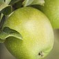Яблуня "Ренет Кубанський" (зимовий сорт, пізній термін дозрівання) купить