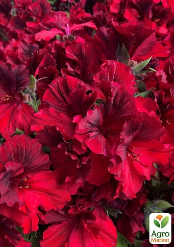 Пеларгония Королевская Aristo "Bright Red" (контейнер № 10, высота 10-20 см)