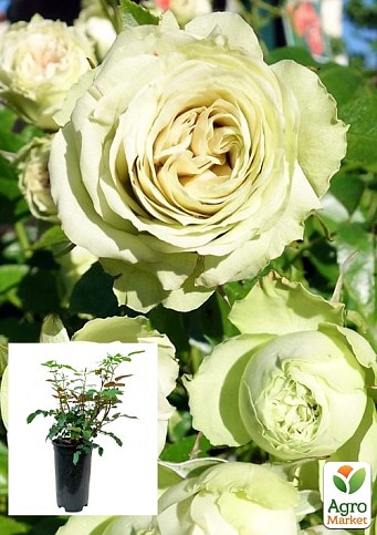 Роза в контейнере флорибунда "Lovely Green" (саженец класса АА+)
