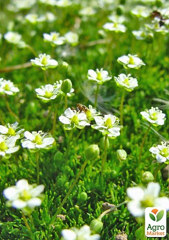 Мшанка (ирландский мох) "Green Moss"