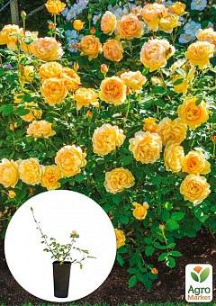 Троянда в контейнері англійська "Golden Celebration" (саджанець класу АА+)2