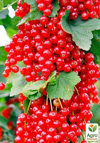 Смородина "Зітавія" (Ribes rubrum "Zitavia") Нідерланди, вазон П9 