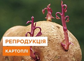 Репродукція картоплі, що таке репродукція картоплі | Agro-Market