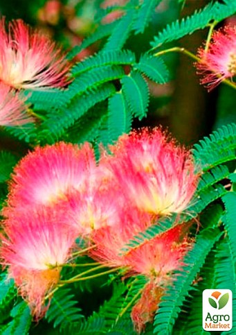 Альбіція зелена "Амбрела" (красивоквітуча, дуже ароматна) висота 15см - фото 2