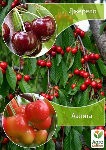 Дерево-сад Черешня "Джерело + Аеліта"